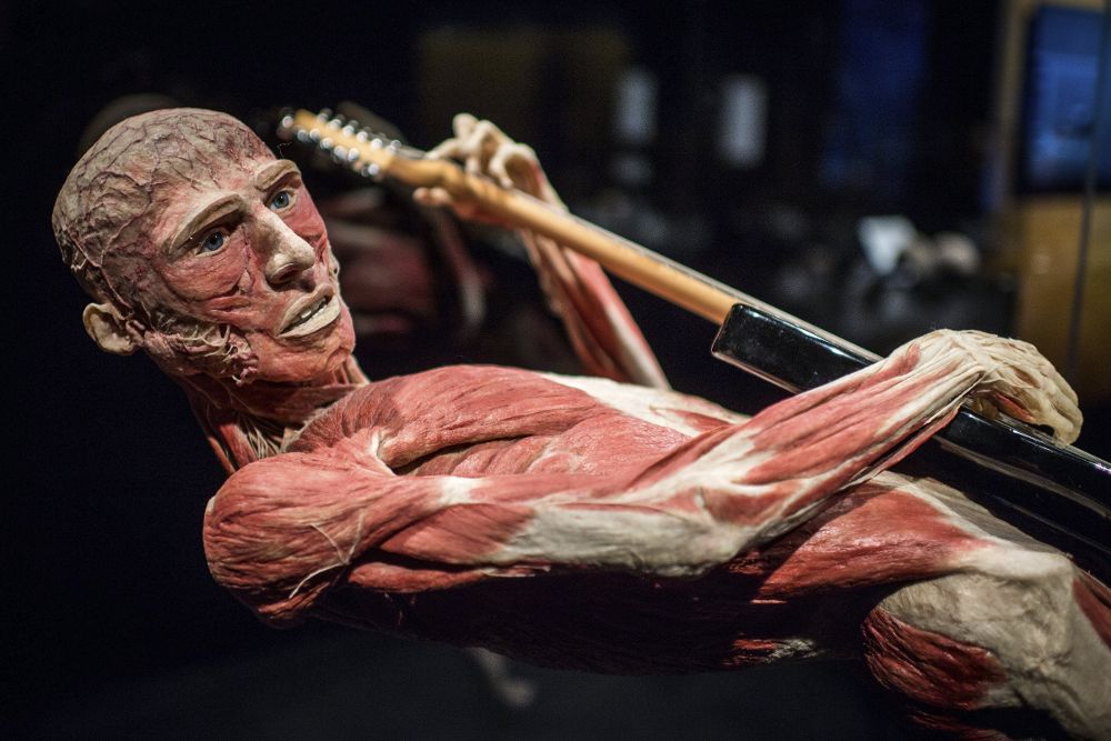 Fotografía de un cuerpo humano "plastinado" con el nombre de "El guitarrista".