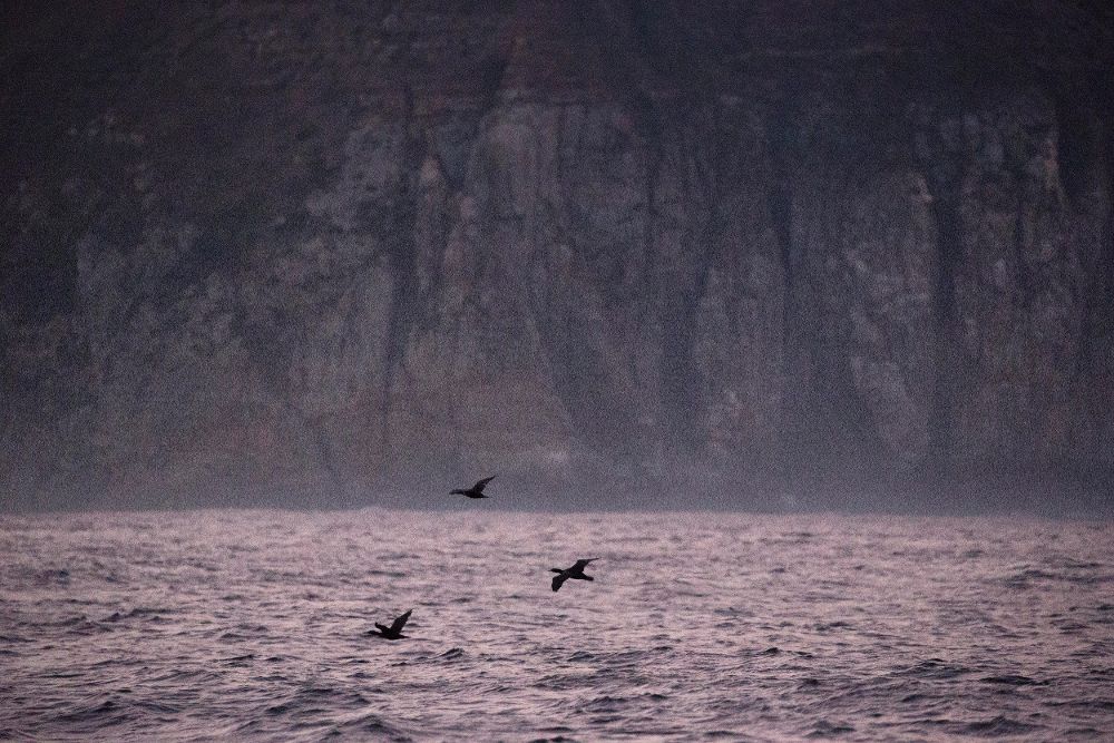 Cormoranes vuelan sobre el Océano Atlántico.