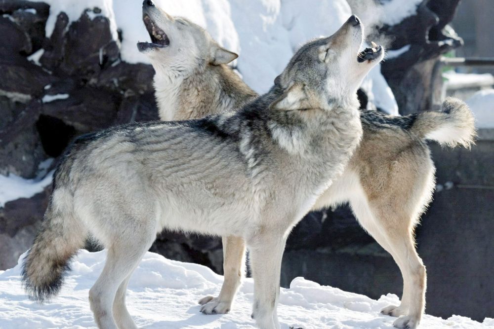 Según estos psicólogos, los lobos tienen el sentido de la injusticia, al igual que los perros.