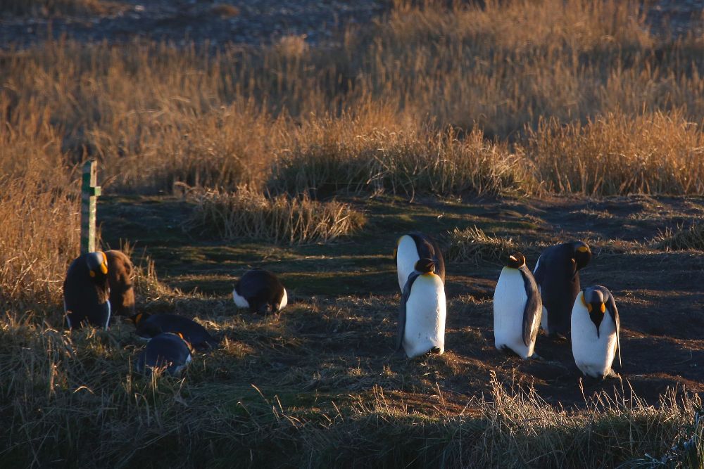 Fotografía del 29 de mayo de 2017 de un grupo de Pingüinos Rey que habita en Bahía Inútil, Tierra del Fuego en el sur de Chile. 