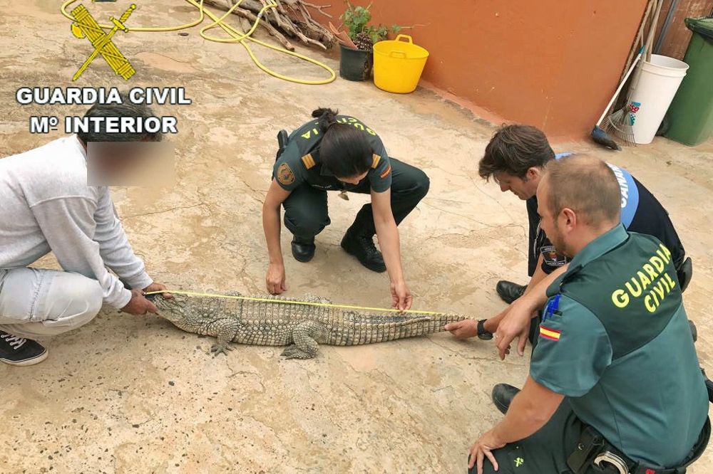 Fotografía facilitada por la Guaedia Civil cuyo Servicio de Protección de la Naturaleza (Seprona) ha requisado en una vivienda de la localidad de Güime, en Lanzarote, un cocodrilo relacionado con un robado cometido en diciembre.