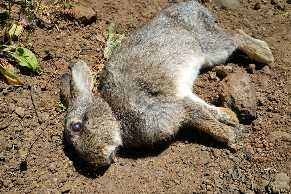 El conejo es la especie más frecuente en la caza menor en el Archipiélago.