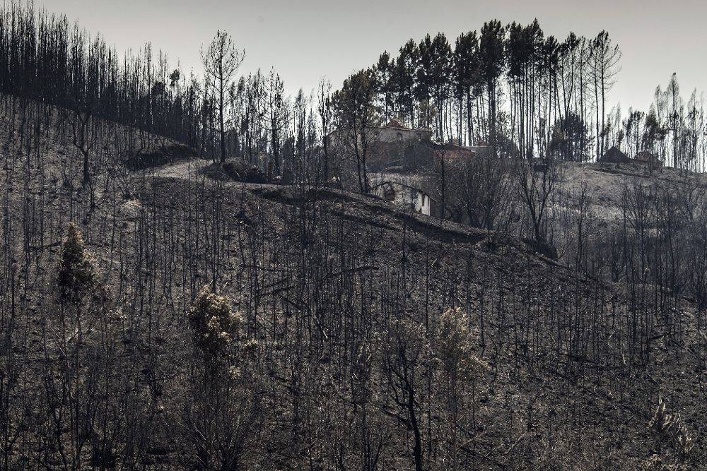 Vista de los árboles quemados tras el incendio forestal cerca de Mosteiro, en Pedrógão Grande (Potugal).
