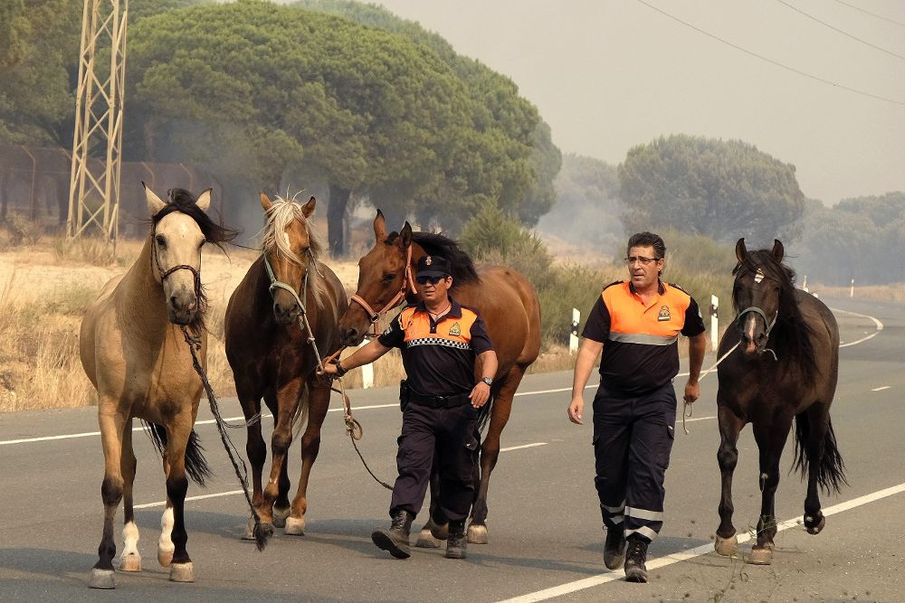 Efectivos de Protección Civil evacuan a unos caballos en los alrededores de Mazagón, en Huelva, en el incendio declarado ayer en el término municipal de Moguer que ha obligado a desalojar a más de 2.000 personas y que continúa acechando el Espacio Natural de Doñana.