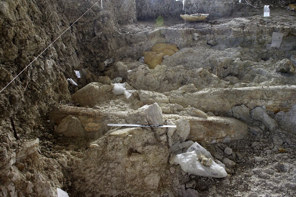 En la imagen aparecen las defensas de un mamut y restos óseos de la posible mandíbula (al fondo).