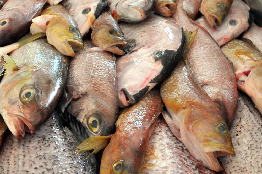 La toxina está en el pescado y no se destruye a pesar de la congelación o el cocinado del mismo.