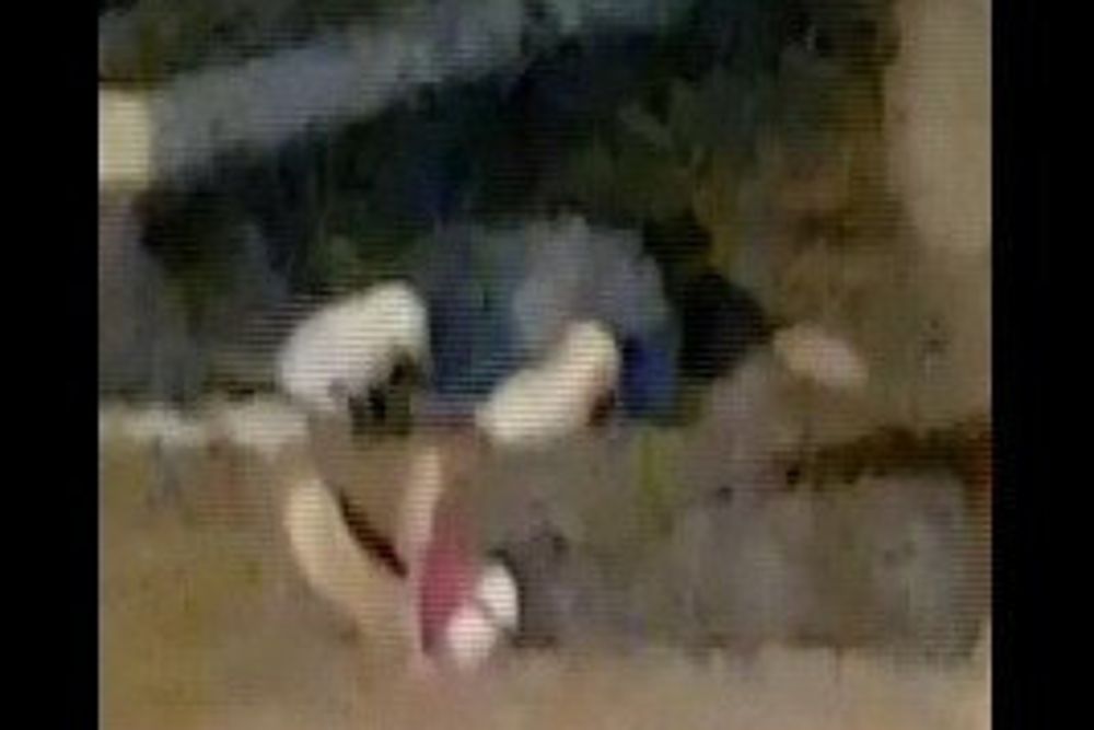 Captura de video, cedida por un videoaficionado, de los cadáveres de dos de los cuatro presuntos terroristas.