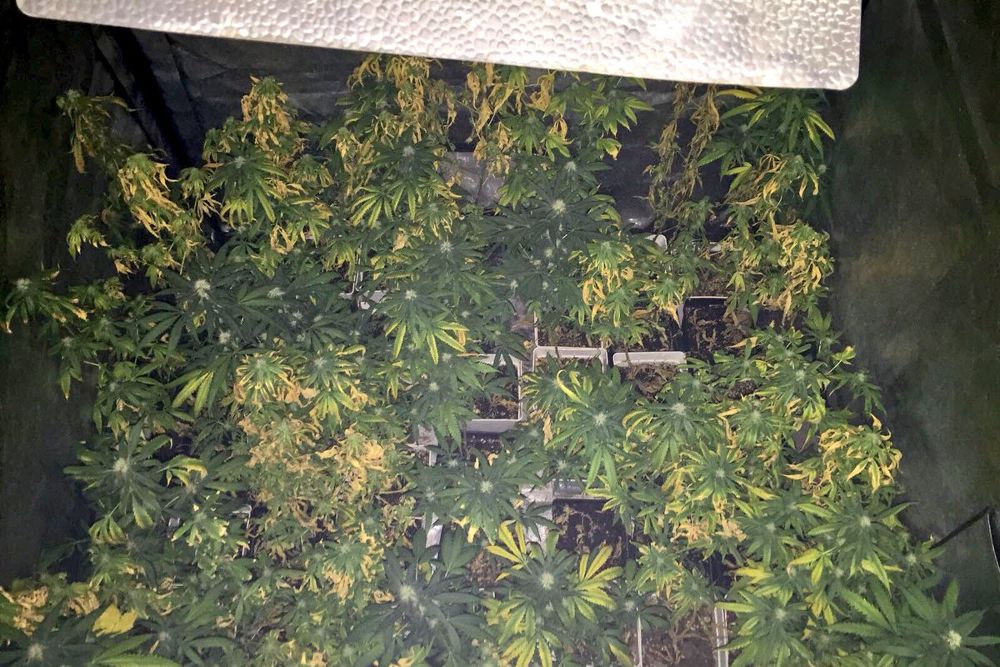 Las plantas de marihuana se hallaban en el interior de tiendas de campaña tipo iglú.
