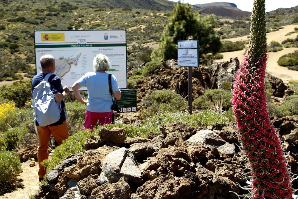 Tajisnaste rojo, un endemismo del Parque Nacional del Teide.