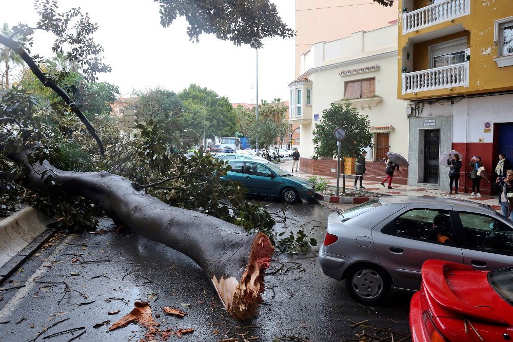 Varias personas fotografían un ficus caído frente al Hospital Civil de Málaga, que ha sido derribado por los fuertes vientos del temporal de viento y lluvía que cruza hoy Andalucía y que ha dejado ya un total de 711 incidentes, la mayoría por obstáculos caídos en el viario.