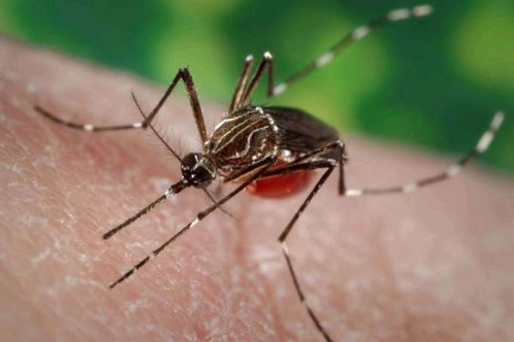 Ejemplar de mosquito de la especie 'Aedes aegypti'.