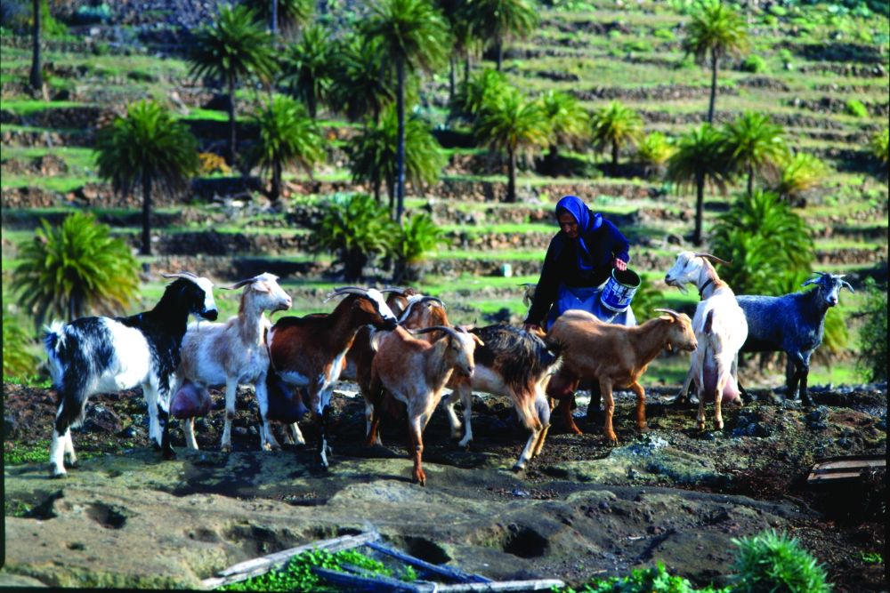 Un rebaño de cabras en La Gomera.
