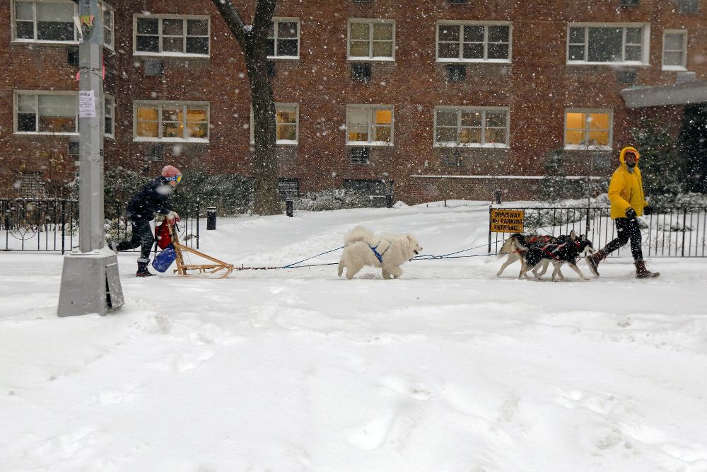 Una pareja y sus tres perros juegan con un trineo por la Novena Avenida.