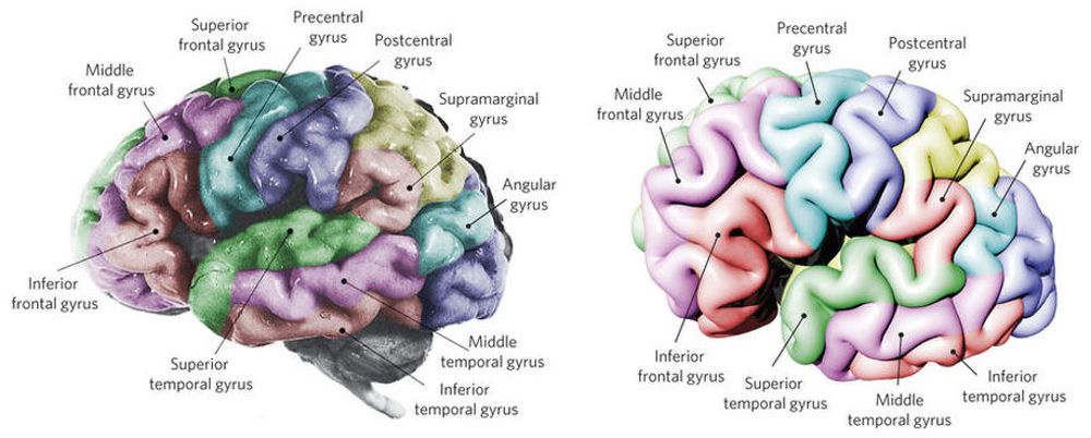 Imagen de un cerebro humano (izquierda) junto a una simulación informática generada al reproducir las fuerzas físicas que actúan en la superficie del cerebro (derecha). (Fuente: Nature Physics 12, 588–593.)