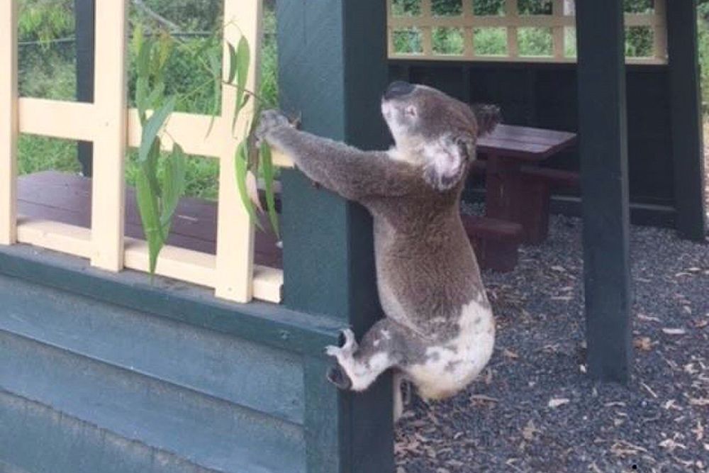 Imagen facilitada por el servicio de rescate de animales Koala Rescue Queensand Wildlife que muestra un koala muerto atornillado a un poste en el parque Brooloo.