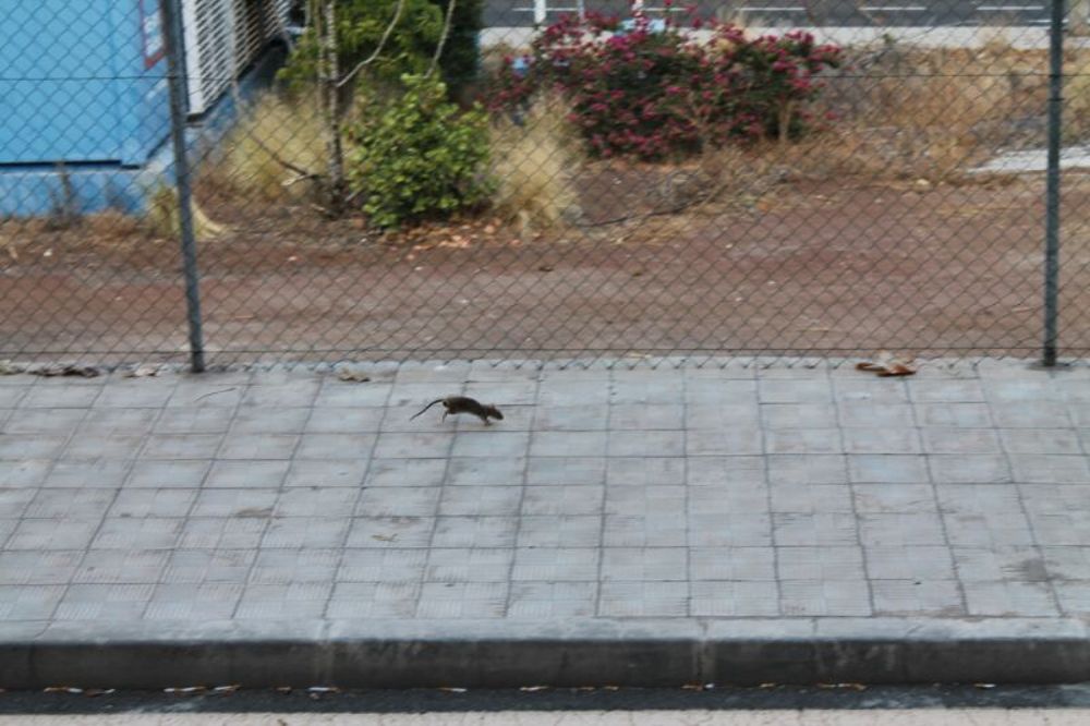 Una rata corriendo por una acera de Santa Cruz.