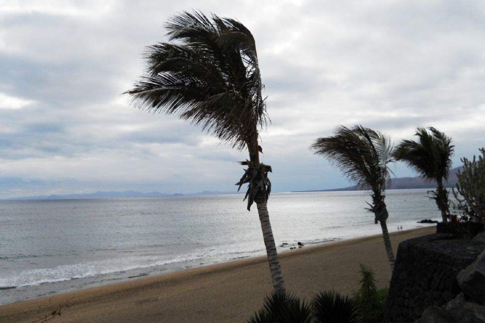 Palmeras azotadas por el viento en una playa de Lanzarote.