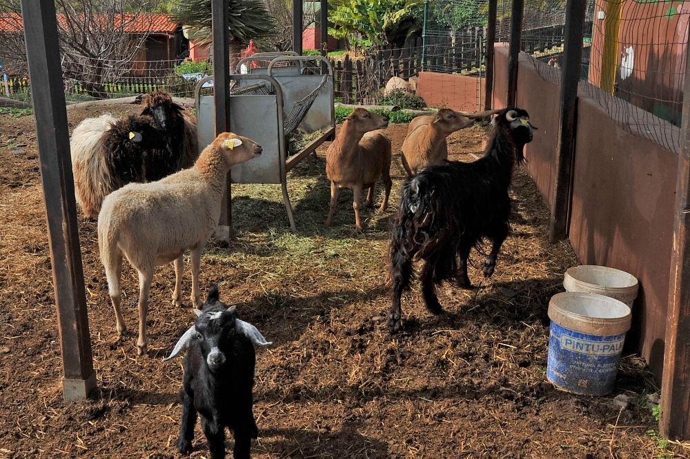 En la granja de Aldeas Infantiles hay cabras y ovejas, entre otros animales.