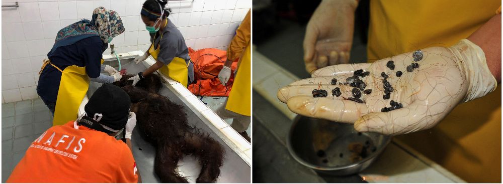 Fotografías facilitadas por Center for Orangutan Protection (COP) de veterinarios realizando la necropsia del cadáver del orangután.