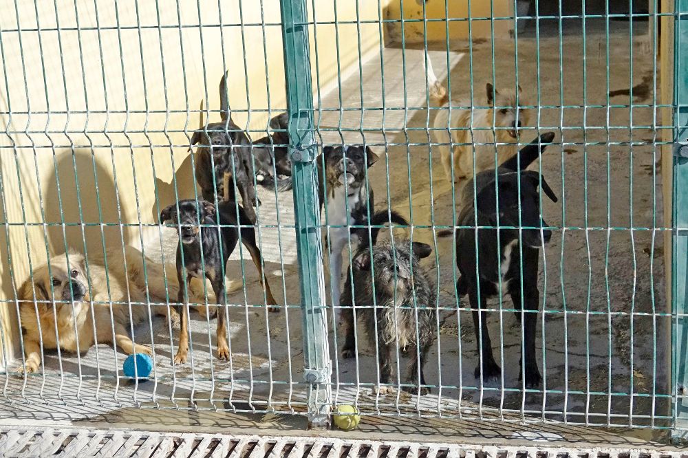 Animales recogidos en la perrera de Valle Colino (La Laguna).
