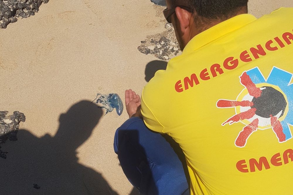 Un operario de Emergencias recoge una medusa en la costa de La Graciosa.