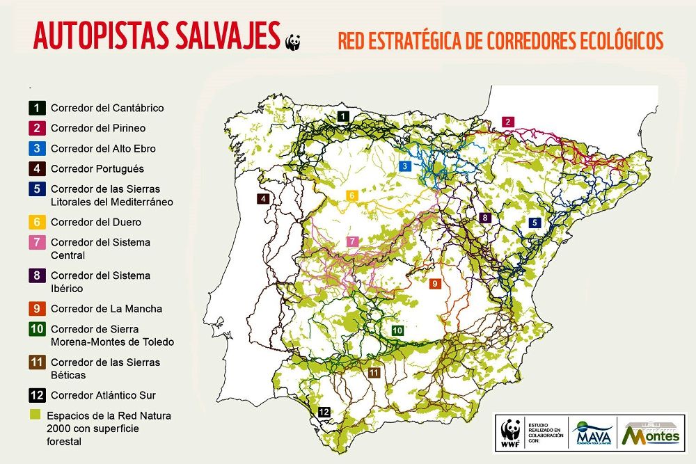 Infografía facilitada por la organización ecologista WWF, del mapa que ha elaborado con las doce "autopistas salvajes" imprescindibles para la circulación de la vida silvestre en la península.