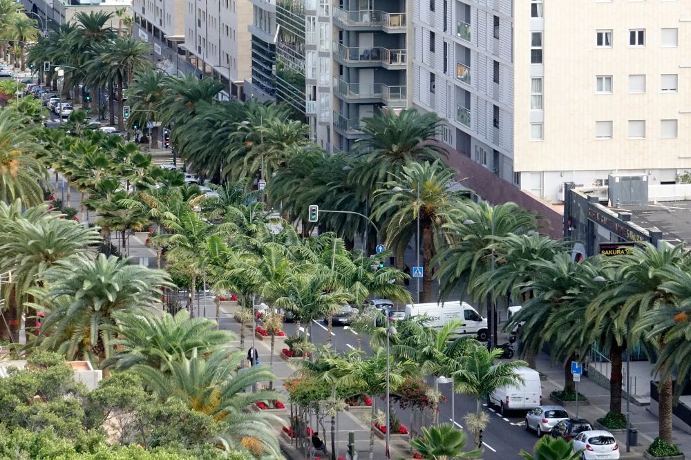 Las palmeras se encuentran en toda la longitud y anchura de la avenida Tres de Mayo.