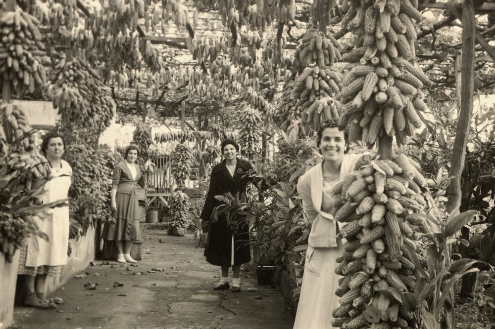 Secadero de piña de millo en 1950.