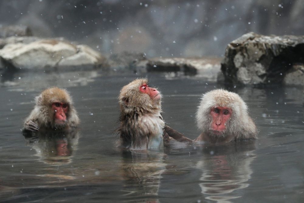 Los 'monos de nieve' japoneses su estrés con aguas termales - El Día - Hemeroteca 05-04-2018