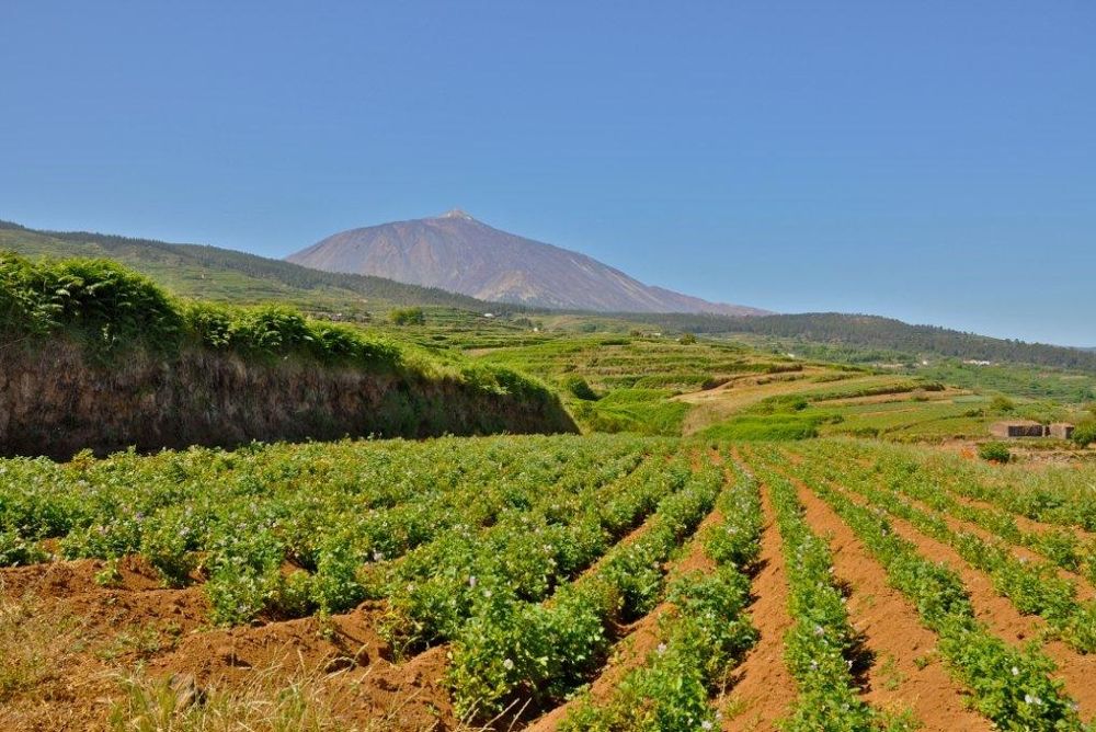 Finca de papas en el norte de Tenerife.