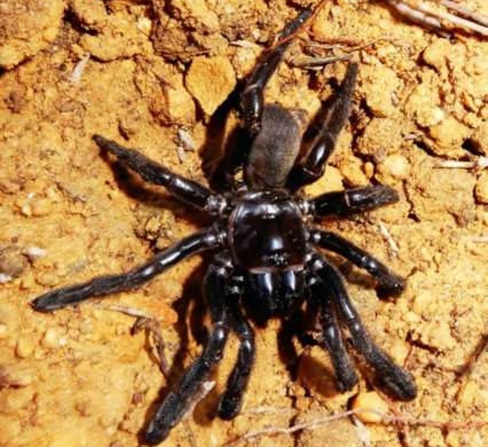 Investigadores australianos han descubierto lo que se cree que es la araña más longeva registrada en el mundo, desbloqueando información clave sobre la misteriosa criatura de ocho patas.