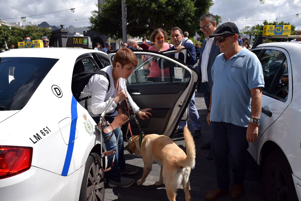 El Ayuntamiento de Santa Cruz defiende el derecho de los ciegos a viajar en transporte público con perro guía.
