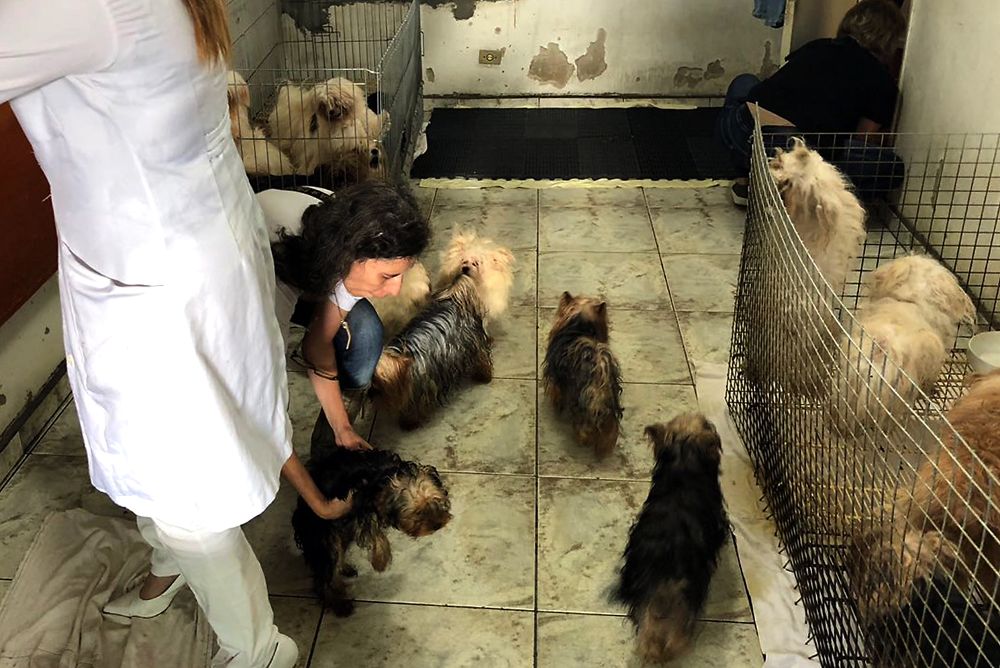 Perros rescatados de una perrera ilegal en Ciudad Ademar, al sur de Sao Paulo (Brasil). 