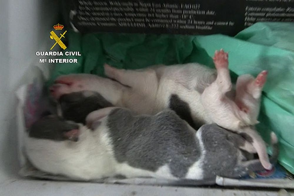 Imagen de la operación en el criadero ilegal de perros.GUARDIA CIVIL