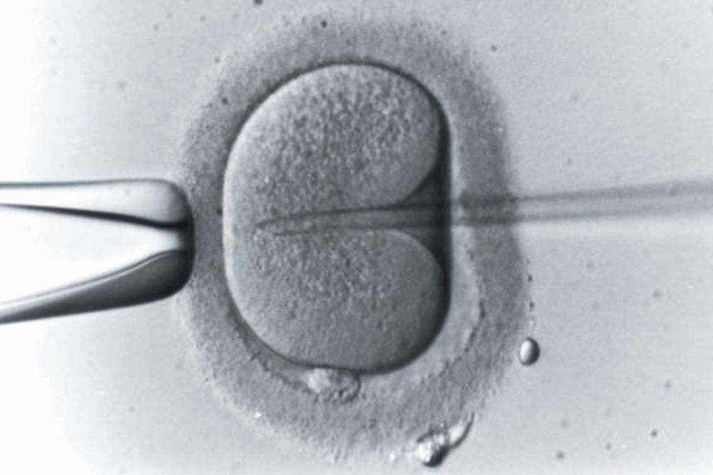 Manipulación de un óvulo para una inseminación artificial.