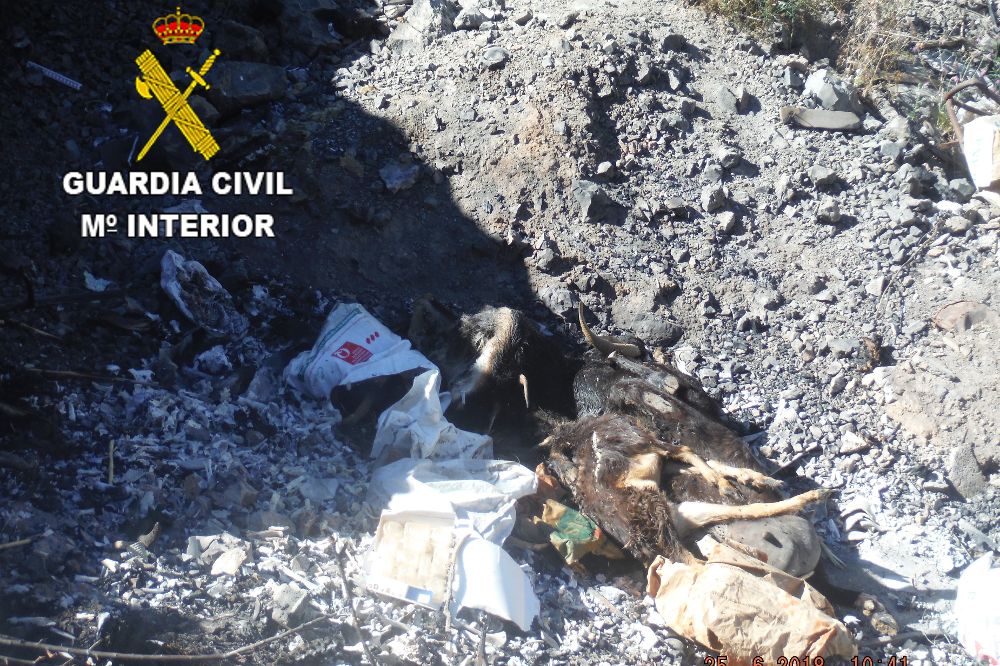 Zanja con cadáveres de animales que ha localizado la Guardia Civil.