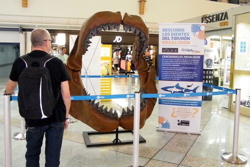 El Museo Paleontológico (MUPE) de Elche (Alicante) expone cuatro dientes del que se suponía el mayor tiburón que ha existido, el 'carcharocles megalodon.