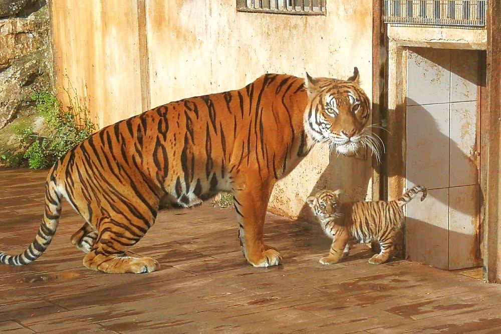El tigre nacido en Cabárceno.
