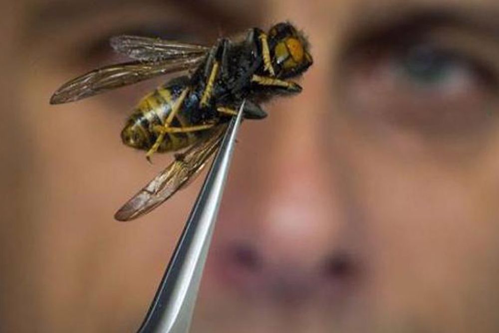 Una abeja, insecto con una picadura muy dolorosa que, en ciertas circunstancias y según la raza del animal, puede ser mortal.