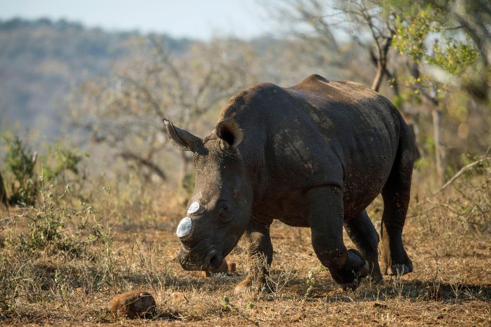 2017, en la región sudafricana de KwaZulu-Natal (este), de un rinoceronte tras ser descuernado.