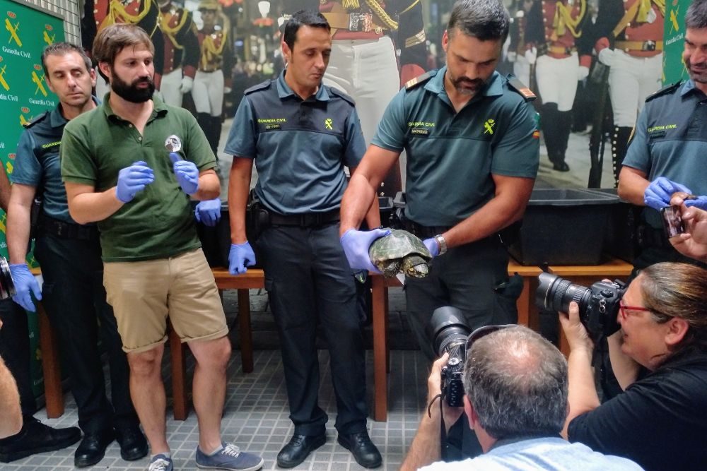 La Guardia Civil ha explicado que entre los especimenes de tortugas incautados en la operación hay "parejas de reproductoras" que alcanzan un valor de 60.000 euros.