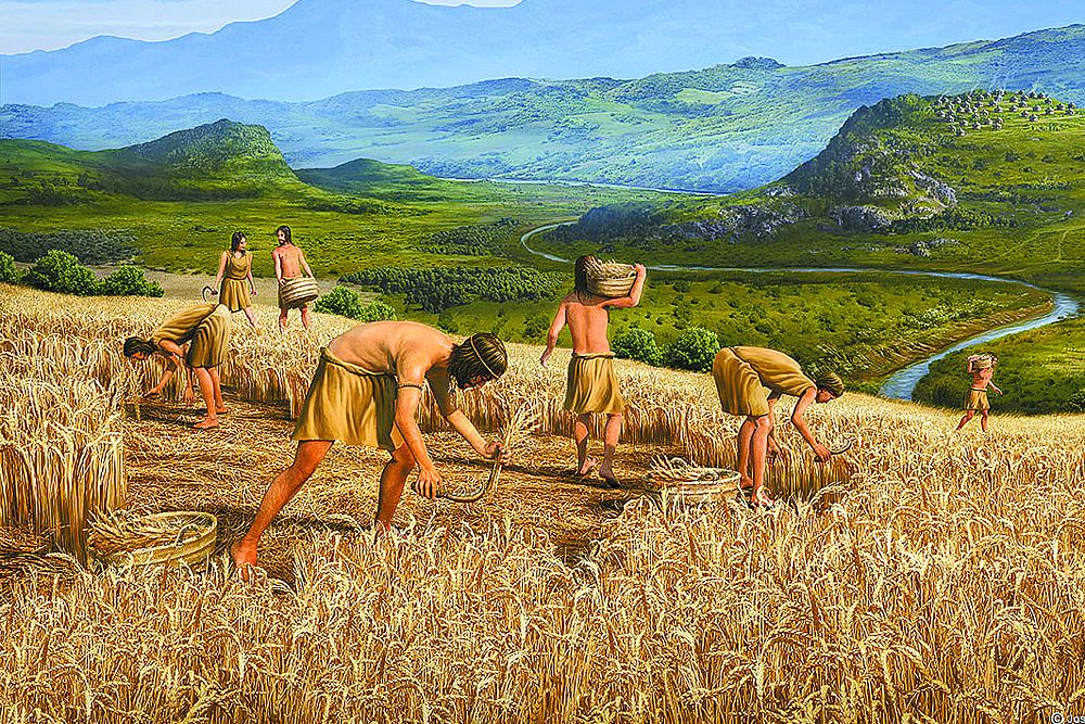 Recreación de la cosecha de la cebada durante el Neolítico.