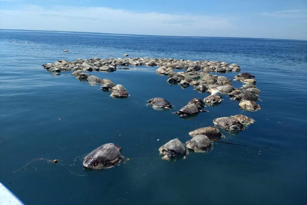 Tortugas sin vida flotan sobre las aguas del mar en Puerto Escondido.