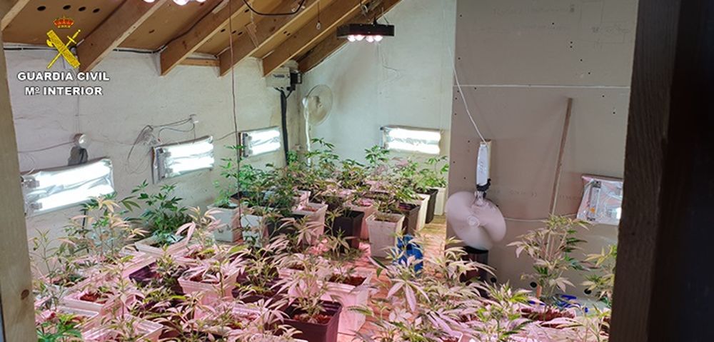 Las plantas de marihuana en la vivienda donde han sido descubiertas.