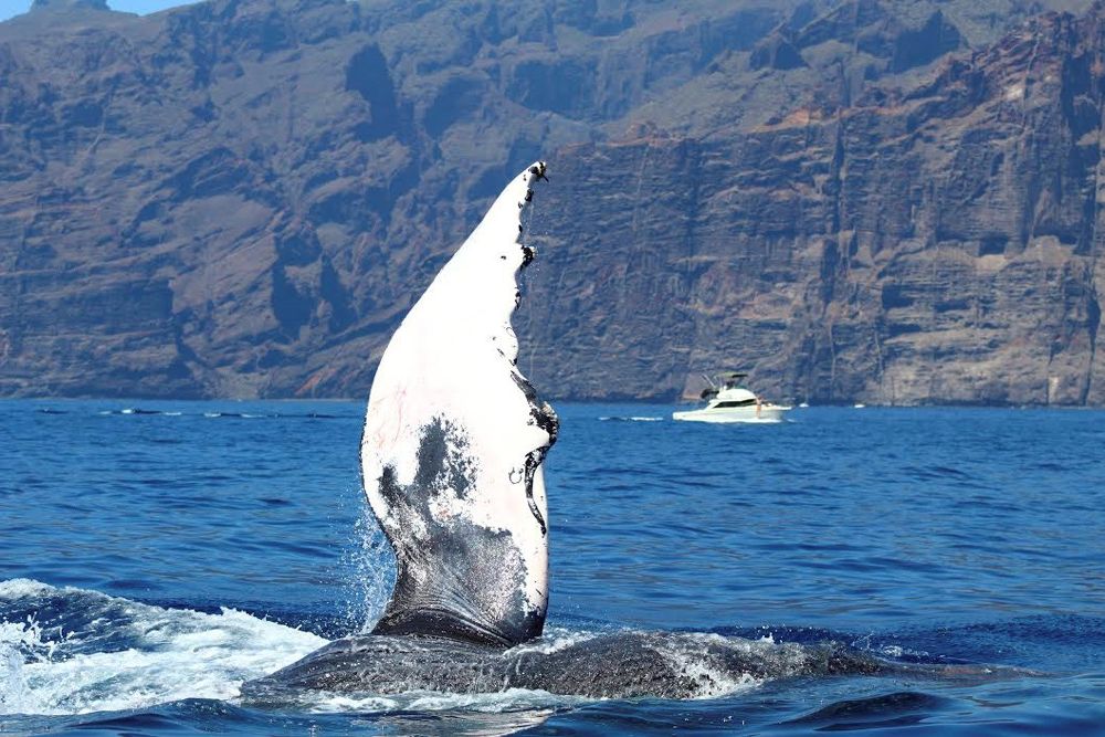 Fotografía facilitada por el Cabildo de Tenerife de un ejemplar de ballena yubarta de 11 metros de longitud avistado recientemente al sur de la Isla, y al que el Centro de Recuperación de Fauna Silvestre "La Tahonilla" del Cabildo de Tenerife ha prestado asistencia veterinaria.