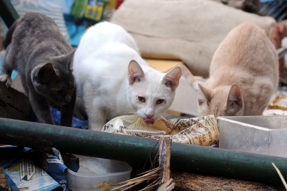 Una colonia de gatos en una casa del barrio de El Toscal.