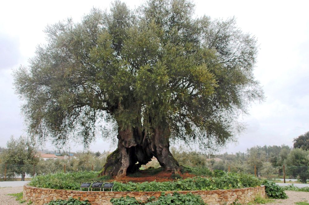 Fotografía cedida por l a Universidad Tras-os-Montes y Alto Douro (UTAD) del olivo más longevo de la península ibérica.