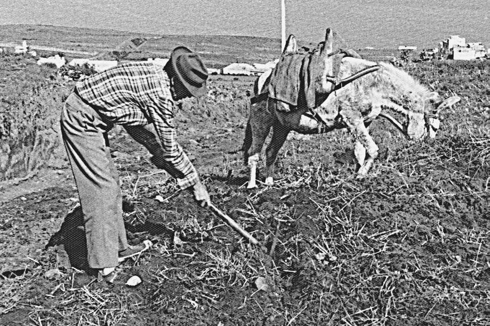 Un agricultor en las medianías de Tenerife en una imagen de los años ochenta.
