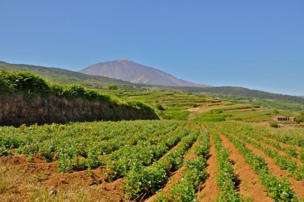 Cultivo de papas en las medianías del norte de Tenerife. El producto que patentan el CSIC y la ULL permite el crecimiento de especies agrícolas con menos riego del que tenían hasta ahora.