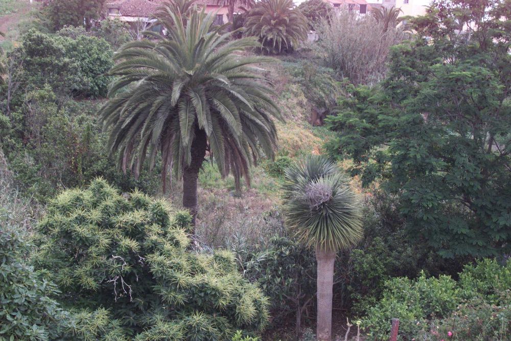 Una palmera silvestre al lado de un drago y otras especies vegetales.